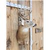 Image 6 : 5x5 Whitetail Shoulder Mount Taxidermy