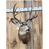 Image 2 : 5x5 Mule Deer Shoulder Mount Taxidermy