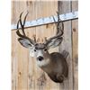 Image 3 : 5x5 Mule Deer Shoulder Mount Taxidermy