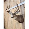 Image 4 : 5x5 Mule Deer Shoulder Mount Taxidermy