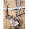 Image 5 : 5x5 Mule Deer Shoulder Mount Taxidermy