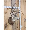 Image 6 : 5x5 Mule Deer Shoulder Mount Taxidermy