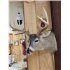 Image 2 : 4x5 Whitetail Shoulder Mount Taxidermy