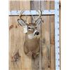 Image 1 : 4x4 Whitetail Shoulder Mount Taxidermy