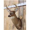 Image 2 : 4x4 Whitetail Shoulder Mount Taxidermy