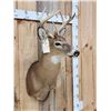 Image 3 : 4x4 Whitetail Shoulder Mount Taxidermy
