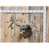 Image 1 : MONSTER High 300 Class Whitetail Shoulder Mount Taxidermy