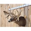 Image 2 : MONSTER High 300 Class Whitetail Shoulder Mount Taxidermy