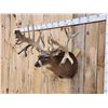 Image 3 : MONSTER High 300 Class Whitetail Shoulder Mount Taxidermy