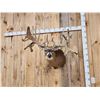 Image 5 : MONSTER High 300 Class Whitetail Shoulder Mount Taxidermy