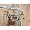 Image 7 : MONSTER High 300 Class Whitetail Shoulder Mount Taxidermy