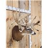 Image 8 : MONSTER High 300 Class Whitetail Shoulder Mount Taxidermy