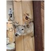 Image 2 : 5x5 Whitetail Shoulder Mount Taxidermy