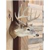 Image 3 : 5x5 Whitetail Shoulder Mount Taxidermy