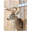 Image 2 : Main Frame 5x5 Whitetail Shoulder Mount Taxidermy