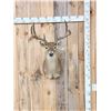 Image 1 : 3x4 Whitetail Shoulder Mount Taxidermy