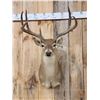 Image 2 : 3x4 Whitetail Shoulder Mount Taxidermy