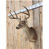 Image 3 : 3x4 Whitetail Shoulder Mount Taxidermy