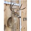Image 4 : 3x4 Whitetail Shoulder Mount Taxidermy