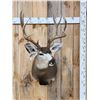 Image 1 : 5x5 Mule Deer Shoulder Mount Taxidermy