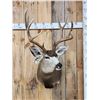 Image 2 : 5x5 Mule Deer Shoulder Mount Taxidermy