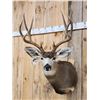Image 3 : 5x5 Mule Deer Shoulder Mount Taxidermy