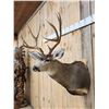 Image 4 : 5x5 Mule Deer Shoulder Mount Taxidermy