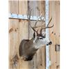 Image 5 : 5x5 Mule Deer Shoulder Mount Taxidermy