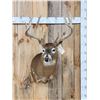 Image 1 : Big Main Frame 5x5 Wild Whitetail Shoulder Mount Taxidermy