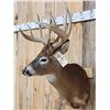 Image 2 : Big Main Frame 5x5 Wild Whitetail Shoulder Mount Taxidermy
