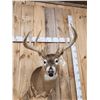 Image 3 : Big Main Frame 5x5 Wild Whitetail Shoulder Mount Taxidermy