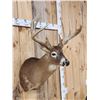 Image 4 : Big Main Frame 5x5 Wild Whitetail Shoulder Mount Taxidermy