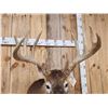 Image 5 : Big Main Frame 5x5 Wild Whitetail Shoulder Mount Taxidermy