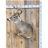 Image 1 : Mini Monster 5x5 Whitetail Half Body Taxidermy Mount