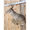 Image 2 : Mini Monster 5x5 Whitetail Half Body Taxidermy Mount