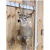 Image 3 : Mini Monster 5x5 Whitetail Half Body Taxidermy Mount