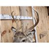 Image 4 : Mini Monster 5x5 Whitetail Half Body Taxidermy Mount