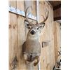 Image 7 : Mini Monster 5x5 Whitetail Half Body Taxidermy Mount