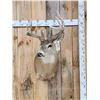 Image 1 : 5x5 Whitetail Shoulder Mount Taxidermy