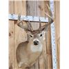 Image 2 : 5x5 Whitetail Shoulder Mount Taxidermy