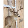 Image 4 : 5x5 Whitetail Shoulder Mount Taxidermy