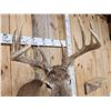 Image 5 : 5x5 Whitetail Shoulder Mount Taxidermy