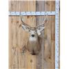 Image 1 : 4x4 Mule Deer Shoulder Mount Taxidermy