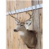 Image 2 : 4x4 Mule Deer Shoulder Mount Taxidermy
