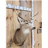 Image 3 : 4x4 Mule Deer Shoulder Mount Taxidermy