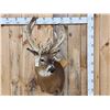 Image 1 : Big Gnarly HIGH 200 Class Whitetail Shoulder Mount Taxidermy