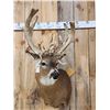 Image 2 : Big Gnarly HIGH 200 Class Whitetail Shoulder Mount Taxidermy