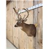 Image 3 : Big Gnarly HIGH 200 Class Whitetail Shoulder Mount Taxidermy