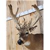 Image 4 : Big Gnarly HIGH 200 Class Whitetail Shoulder Mount Taxidermy