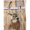Image 5 : Big Gnarly HIGH 200 Class Whitetail Shoulder Mount Taxidermy